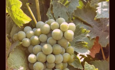 picture of white wine grapes on the vine
