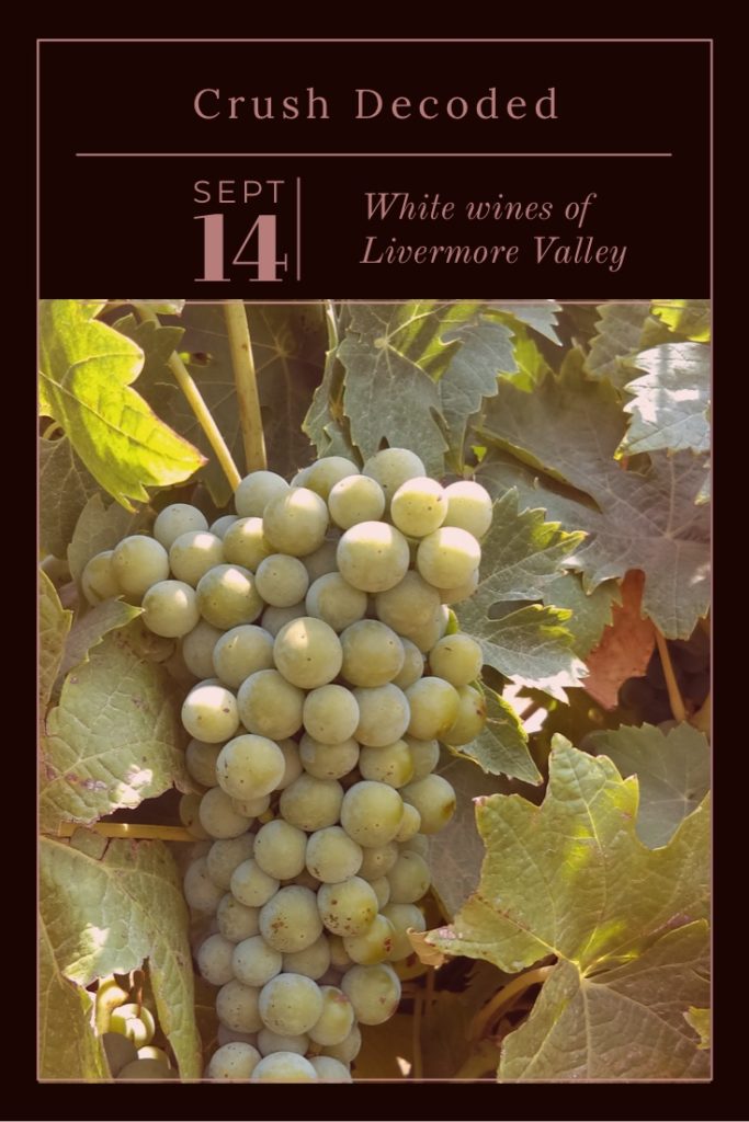 picture of white wine grapes on the vine