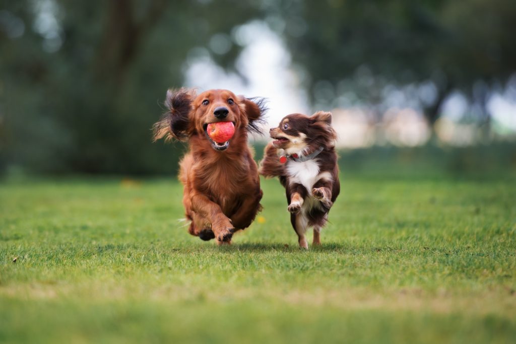 a picture of two dogs running in a field