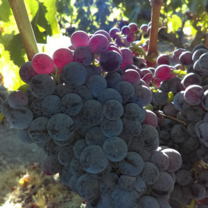 grenache grapes on vine backlit by sun