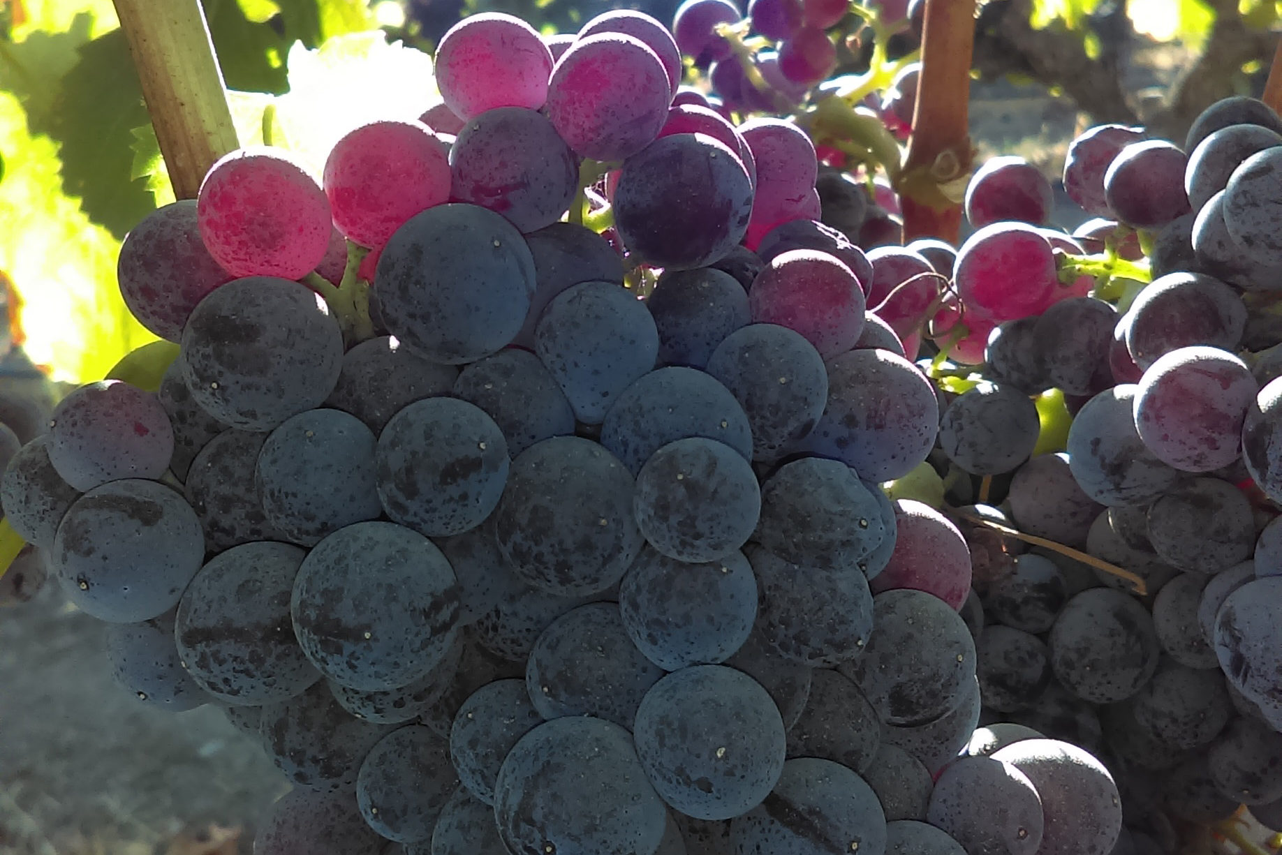 grenache grapes on vine backlit by sun
