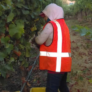 person harvesting grenache in early morning