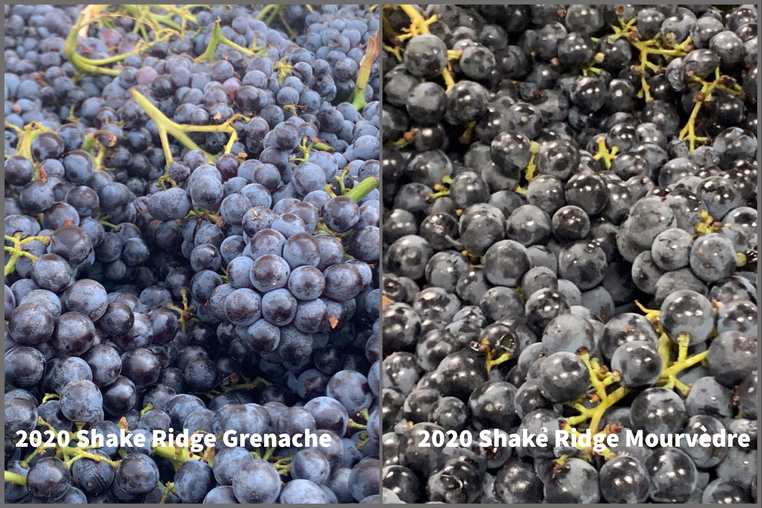 freshly harvested grenache and mourvedre grapes