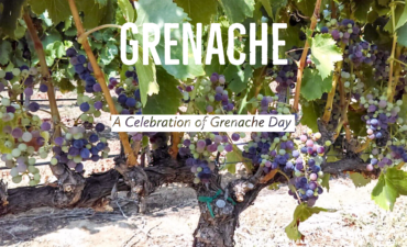 GRENACHE VINES POST VERAISON