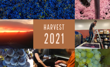 A COLLAGE OF HARVEST SCENES FROM GRAPES TO PUNCH DOWN TO PUMP OBER TO SORTING