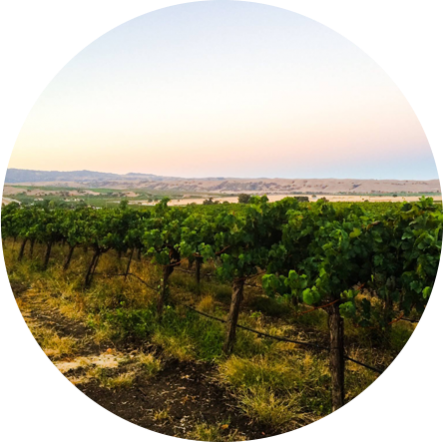 occasio-winery-delarroyo1