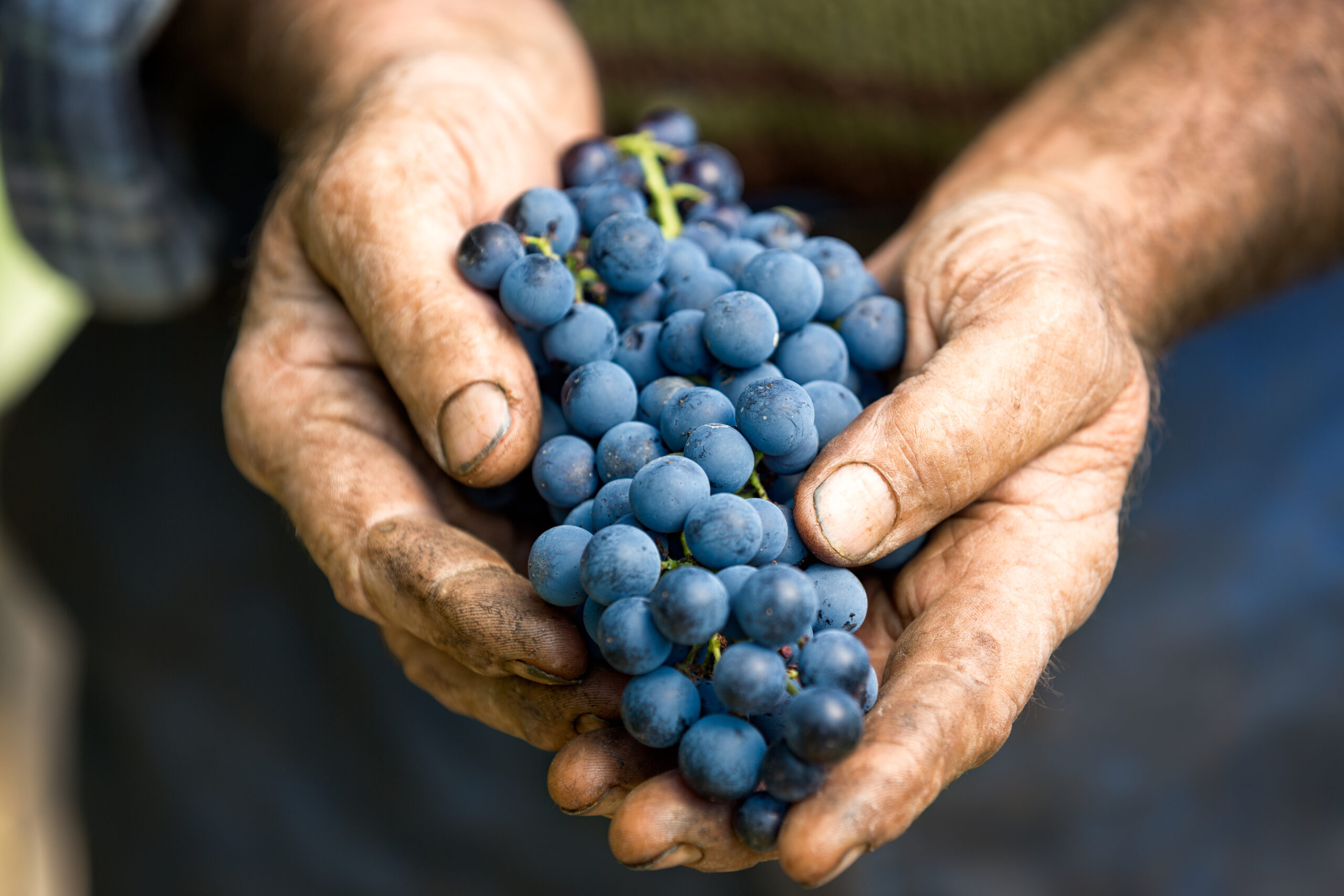 a cluster of pinot noir grapes held in the farmer's hands