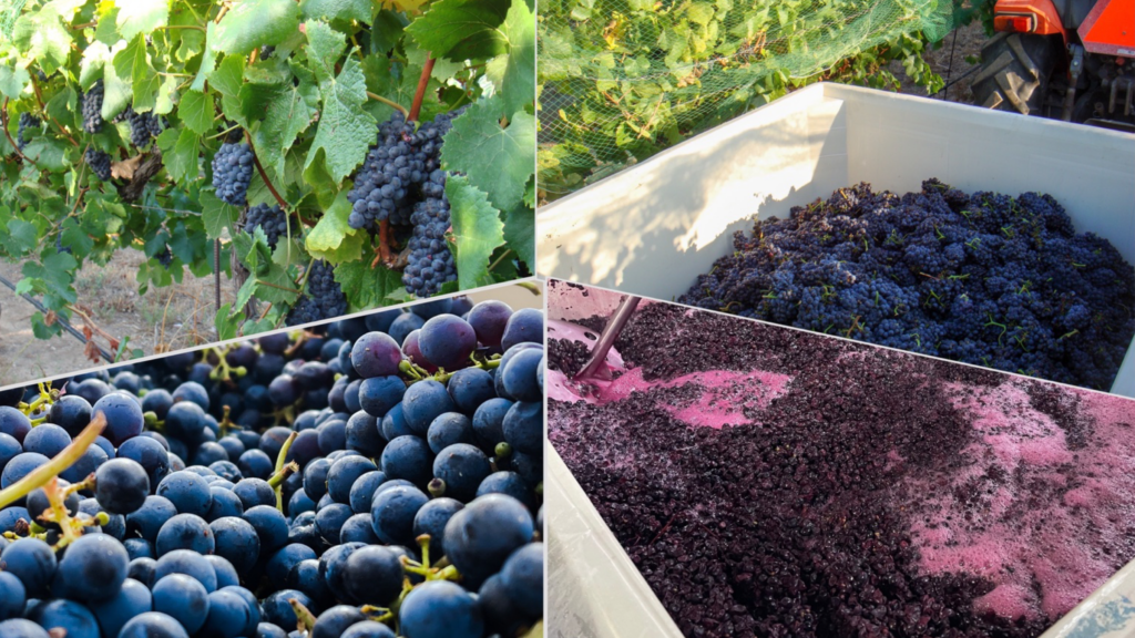 FOUR IMAGE COLLAGE OF GRAPES ON VINE, IN HARVEST BINE, STEMMED, AND IN FERMENTER