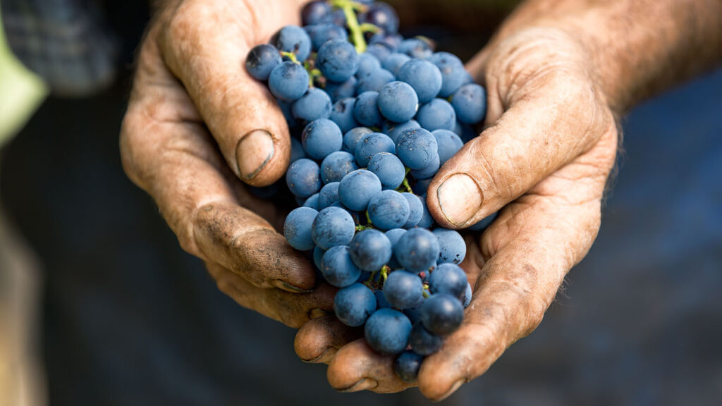 pinot noir grape cluster held in farmer's hands