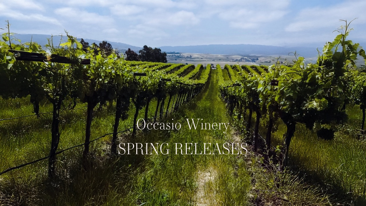 VINEYARD IN SPRING