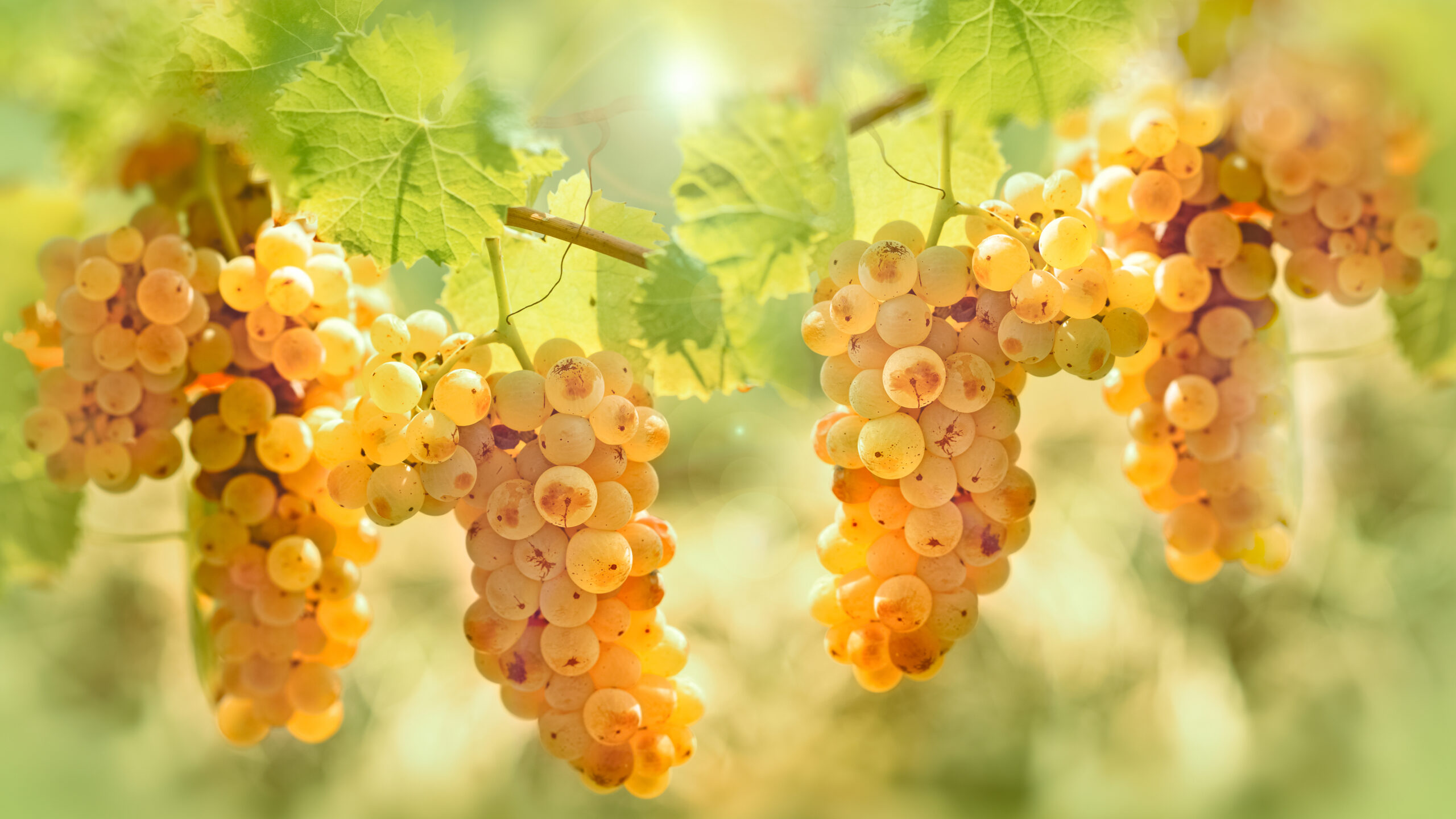 ripe riesling grapes on the vine