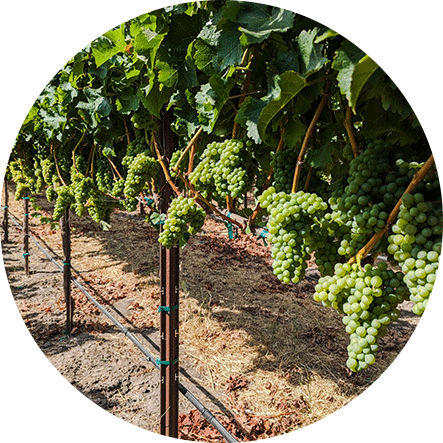 SUNOL-HIGHLAND-VINEYARD-w2