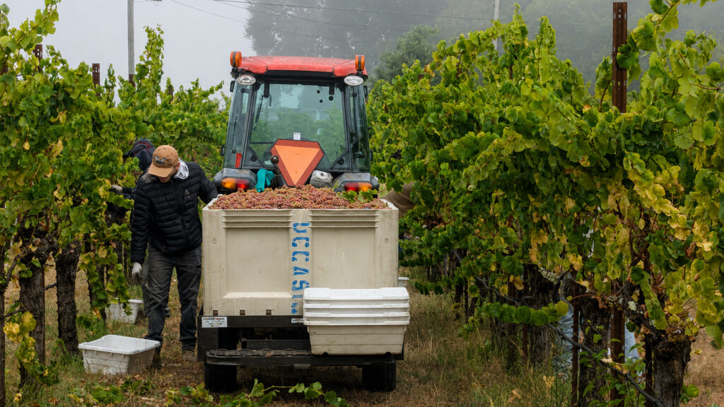 worker harvesting grapes from a vineyard with a small tractor pulling the bins